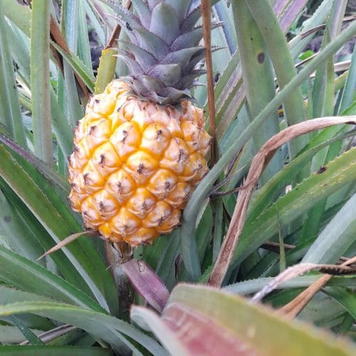 Ananas Victoria