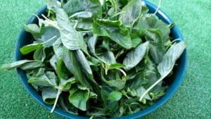 Recette bouillon brède payeterre: brède trié